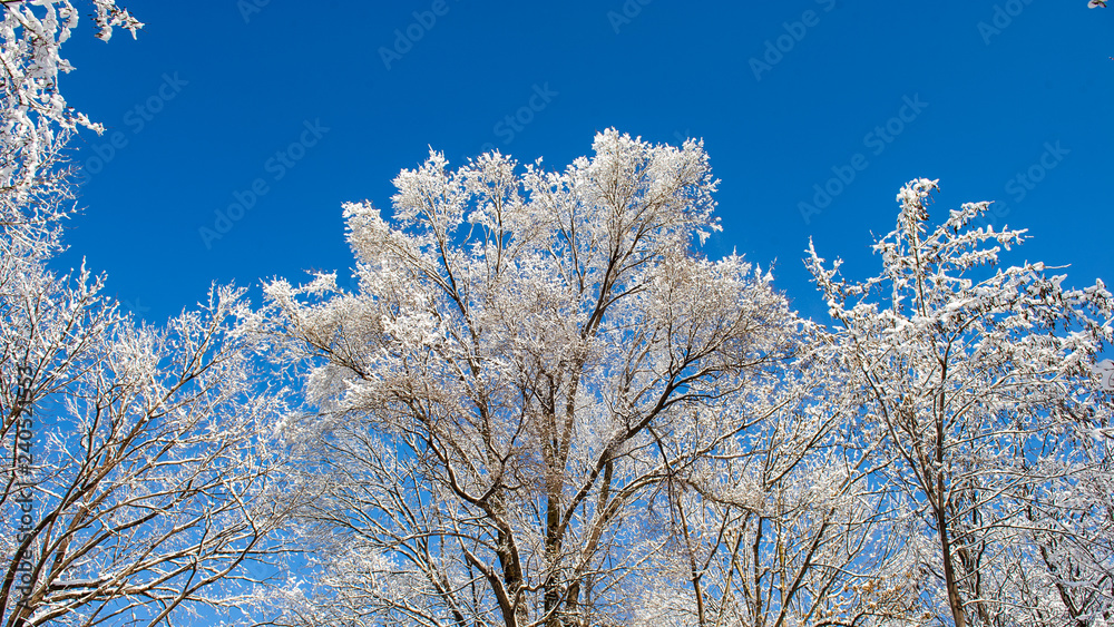 Tree tops covered with snow against a blue sky on a sunny day. Tree tops covered with snow against a blue sky on a sunny day.