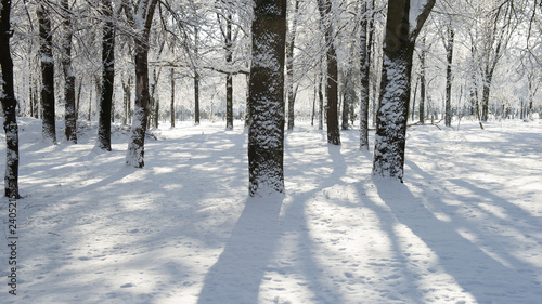 Bild auf Leinwand tree trunks covered with snow in the park on a sunny day.