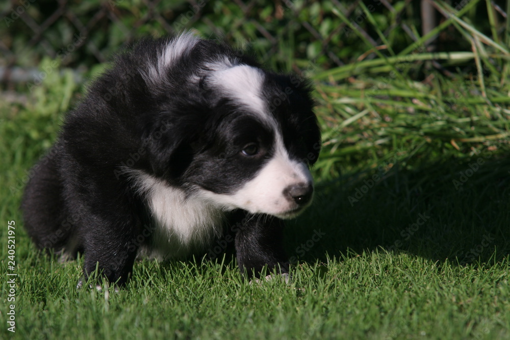 Dog puppy playing on grass