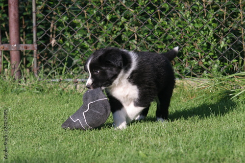 Dog puppy playing on grass