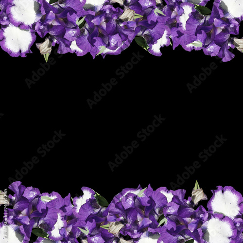 Fototapeta Naklejka Na Ścianę i Meble -  Beautiful floral background of irises 