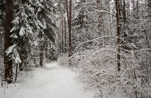 Beautiful winter forest with snowy trees and white road. А lot of thin twigs covered with fluffy snow