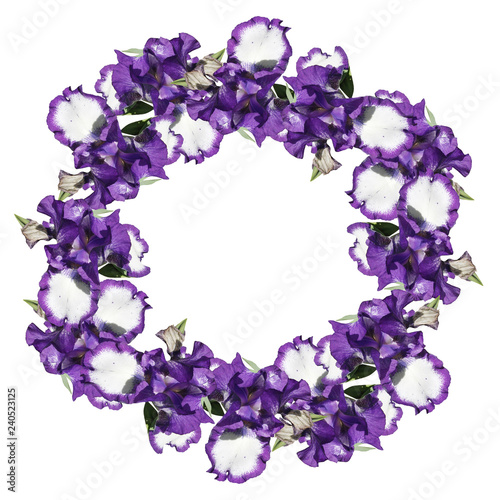 Circle of irises isolated on white background 