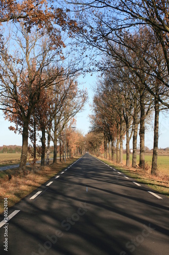 Allee im Herbst