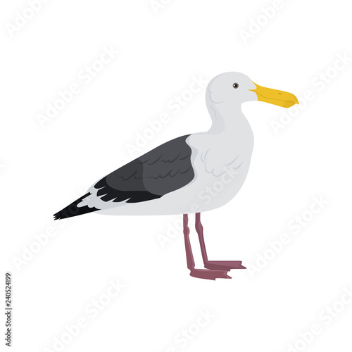 Beautiful multi-colored bird isolated on white background.