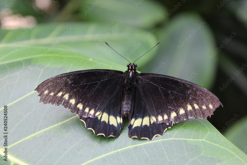 Obraz premium Schwarz weißer Schmetterling