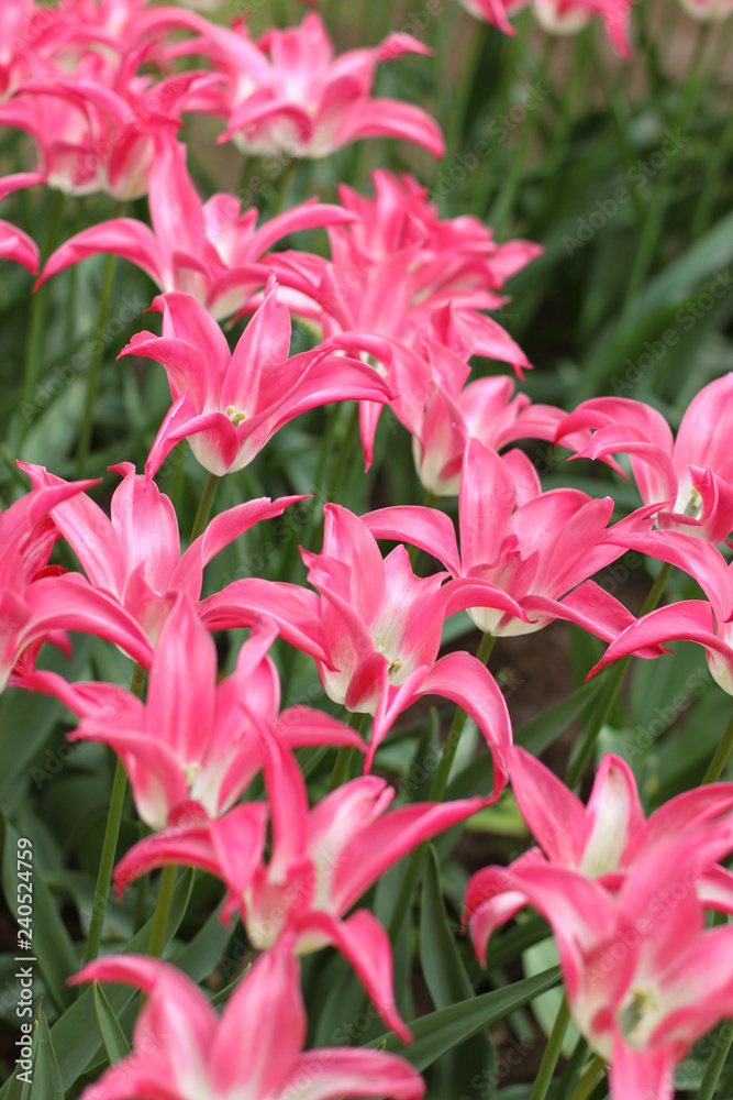 Blooming tulips in Keukenhof park in Netherlands, Europe Blooming tulips in Keukenhof park in Netherlands, Europe