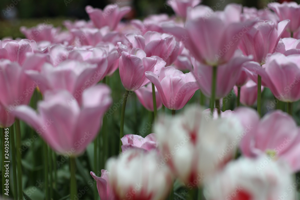 Blooming tulips in Keukenhof park in Netherlands, Europe Blooming tulips in Keukenhof park in Netherlands, Europe