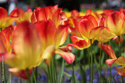 Blooming tulips in Keukenhof park in Netherlands  Europe