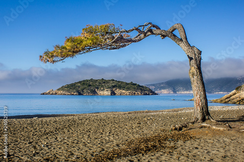Isla enmarcada con un árbol deformado por el viento en la playa de San Telmo en Andratx, Mallorca photo