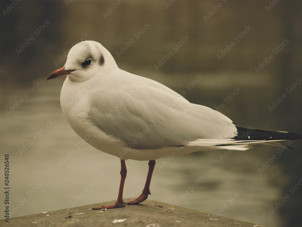 Fototapeta premium White bird in a square in Zürich