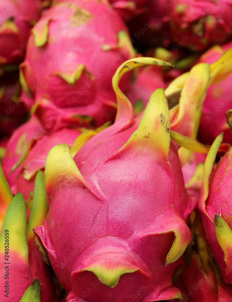 Closed Up Vibrant Pink Dragon Fruit or Strawberry pear, Popular Fruit in Cactus Family