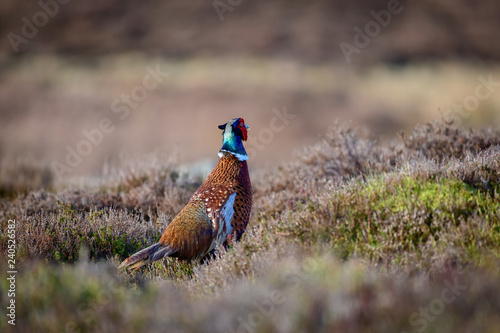 Fototapeta Wild Ring-necked Pheasant walking through natural habitat of reeds and grasses o