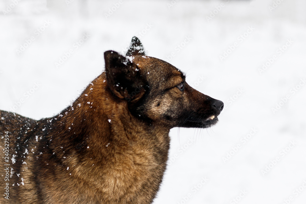 Naklejka premium winter, a lot of snow. Local stray dog. plaintive look. there is tonirovapny and close-up