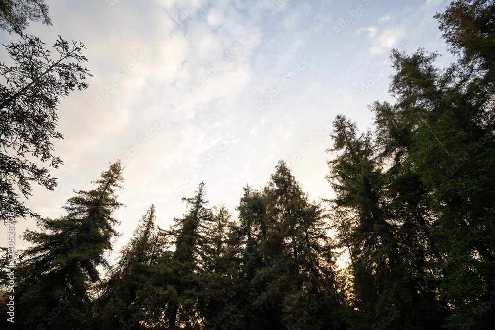 Carbon Canyon Redwoods