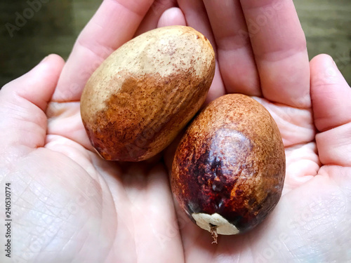 Avocado bones in the palms./ Large brown avocado bones in the palms.