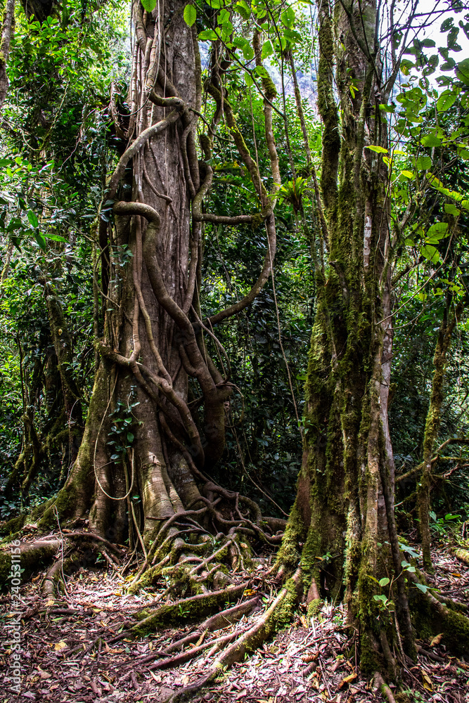 Cammino alla cascata di Gocta, 771 m, Chachapoyas, Perù Cammino alla cascata di Gocta, 771 m, Chachapoyas, Perù