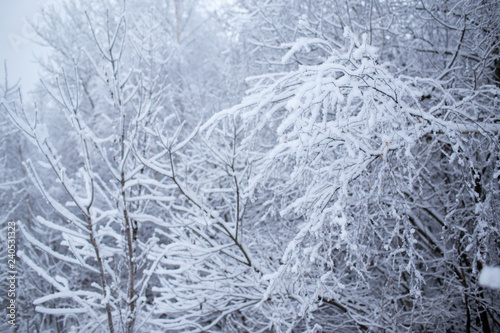 Winter trees in Russia © _chupacabra_