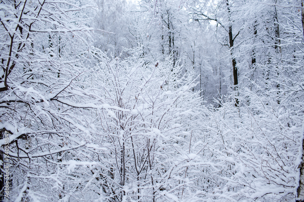 Winter trees in Russia Winter trees in Russia