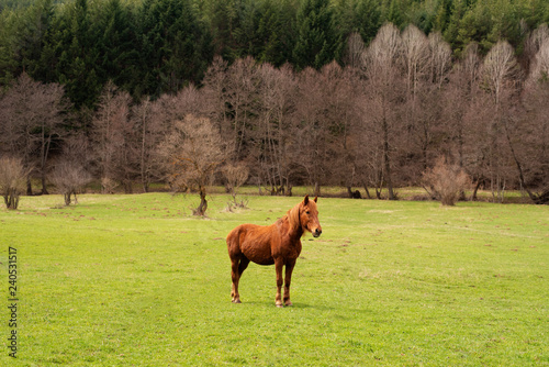 Fototapeta Naklejka Na Ścianę i Meble -  Green pastures of horse farms. Country summer landscape