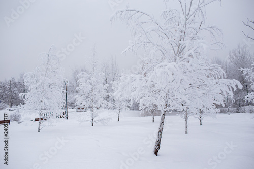 Winter trees in Russia