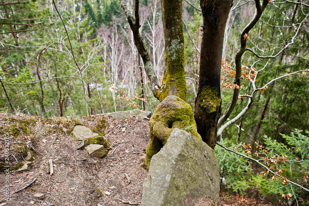 Fototapeta premium Rocky cliff in green forest at Carpathian mountains.