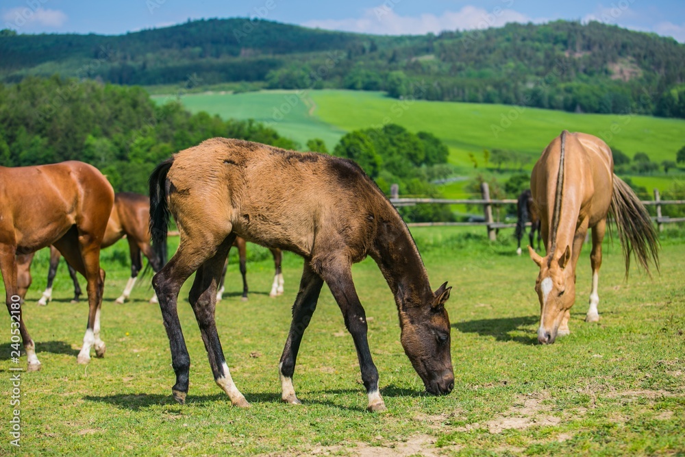 Warm blood horses, mares and their foals, grazing on green grass in a pasture, sunny spring day at a farm, rural landscape, hills and blue sky in background