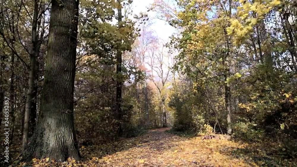 Falling leaves in the forest in autumn Falling leaves in the forest in autumn