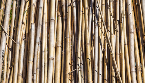 Fundo com bambu seco