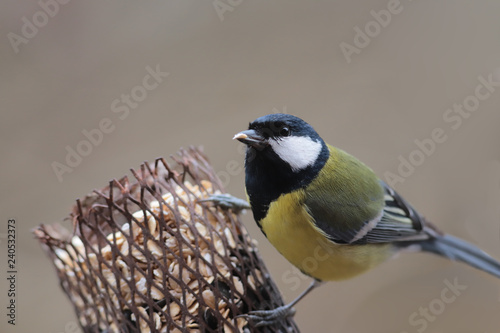 Valokuva Great tomtit on the feeder, on a blurred brown background...