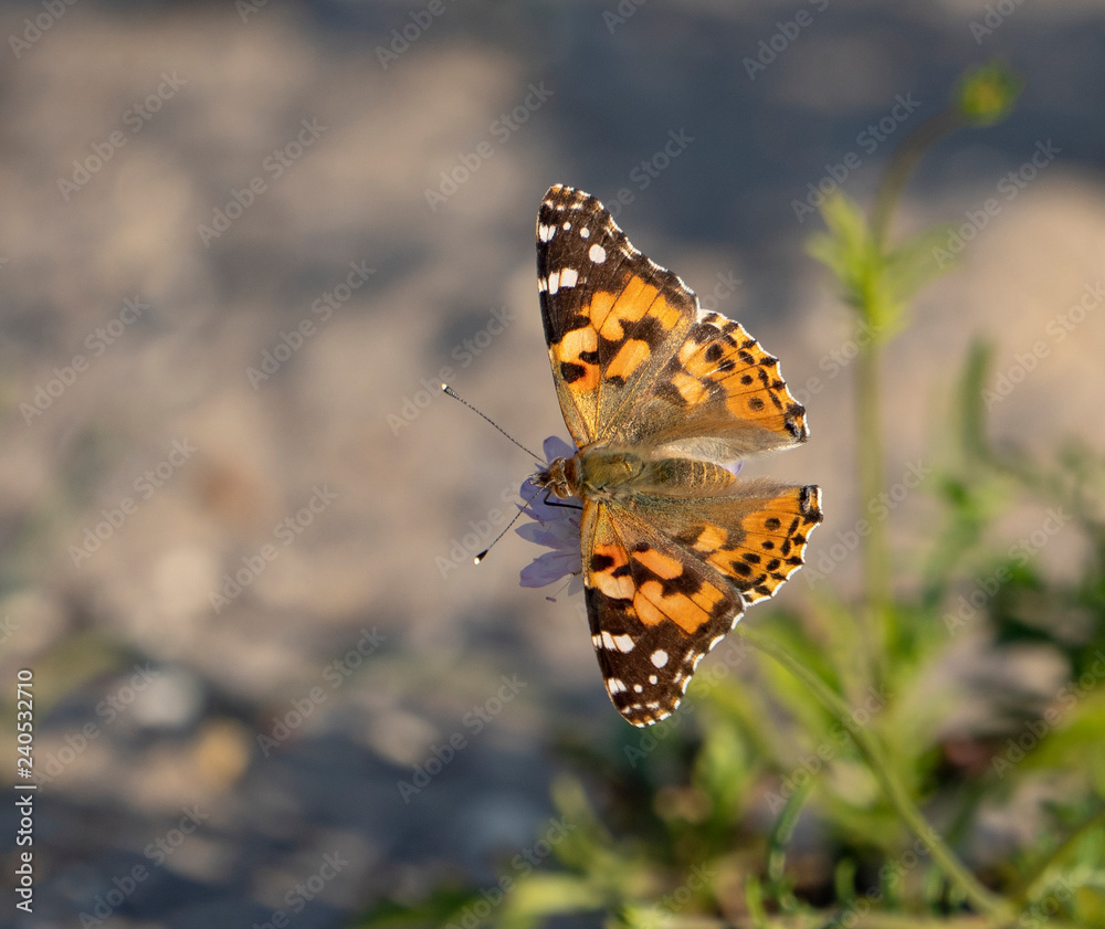 Fototapeta premium butterfly