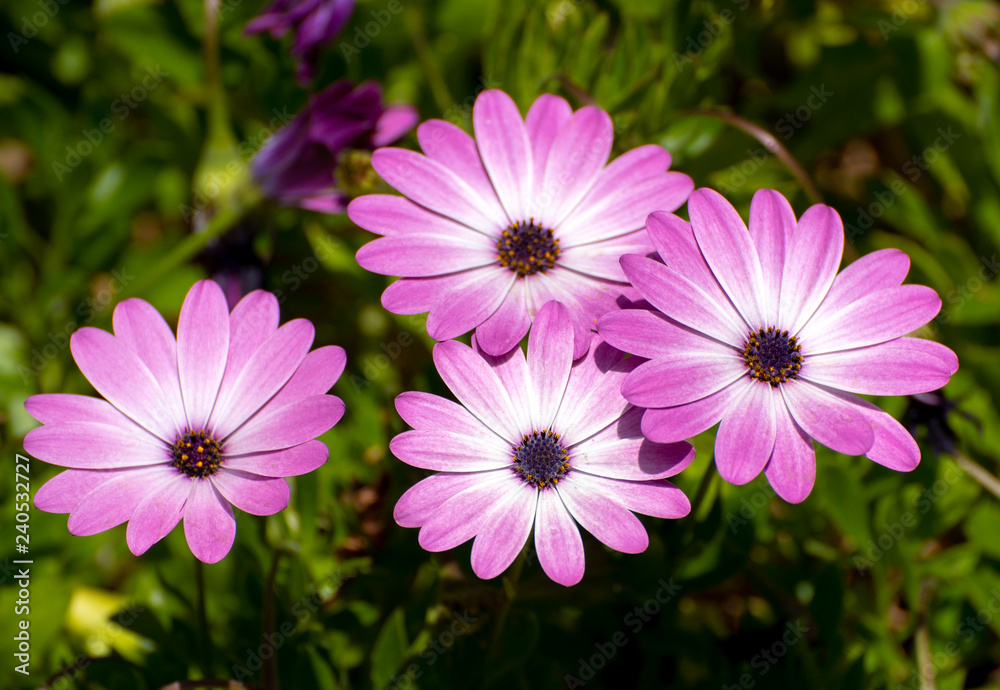 flowers flowers