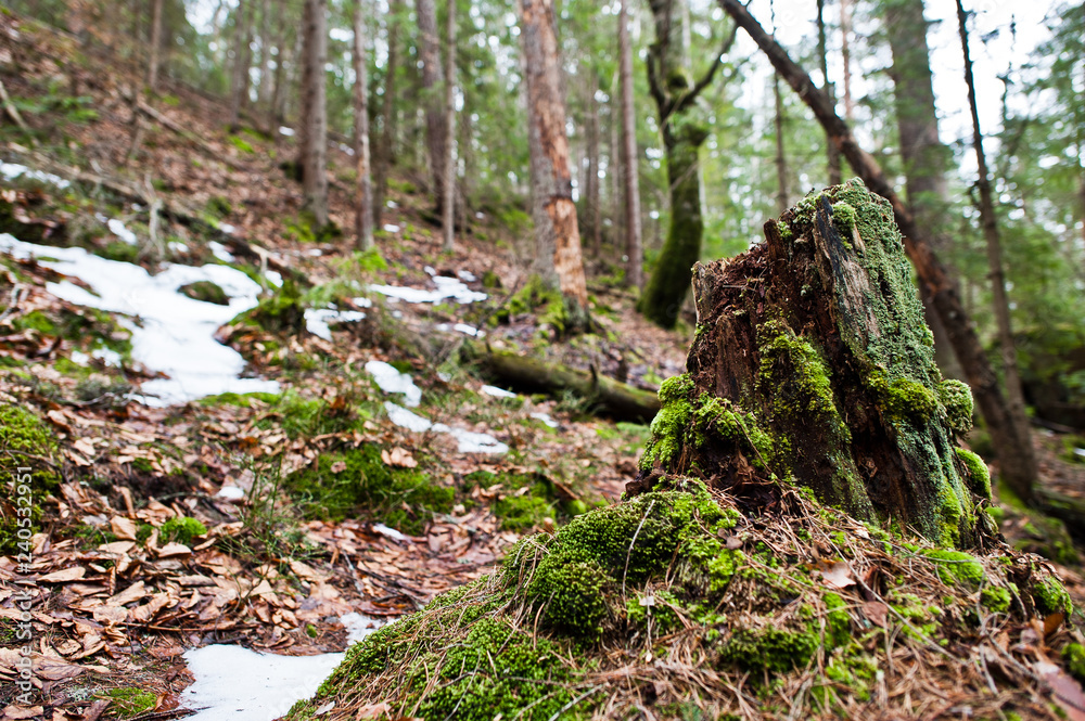 Wooden stump at wet forest in Carpathian mountains. Wooden stump at wet forest in Carpathian mountains.