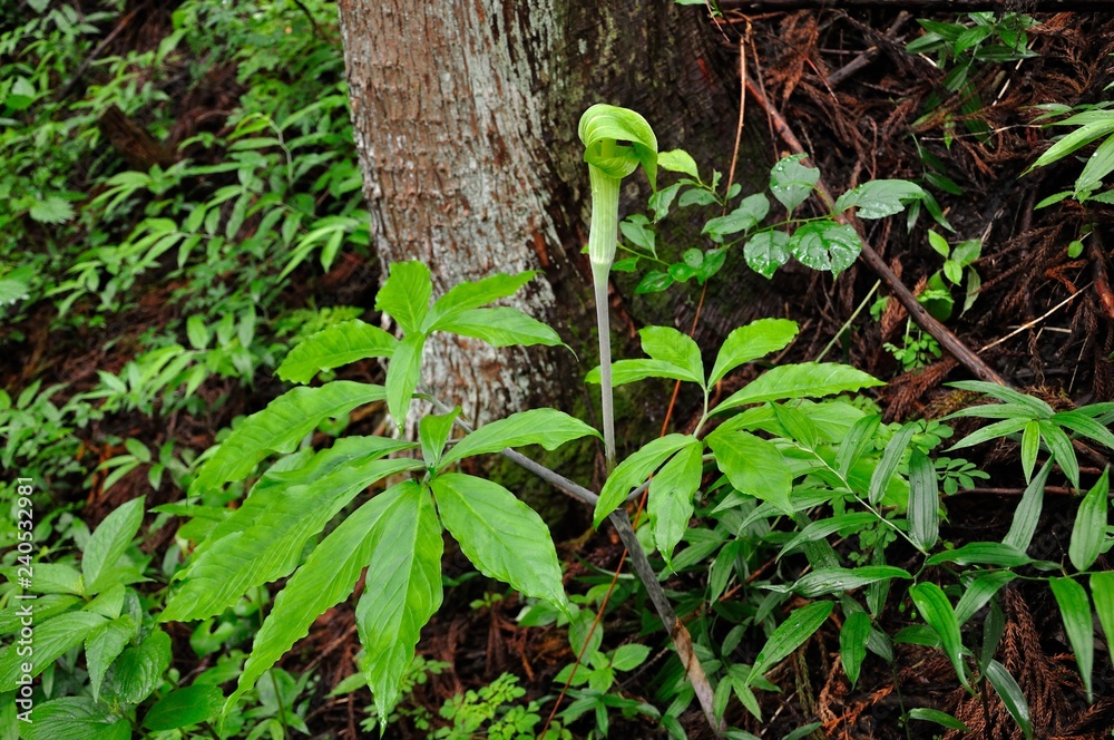 Obraz premium マムシグサ