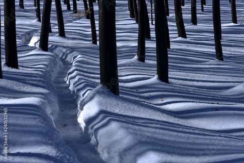 Winter Shadows