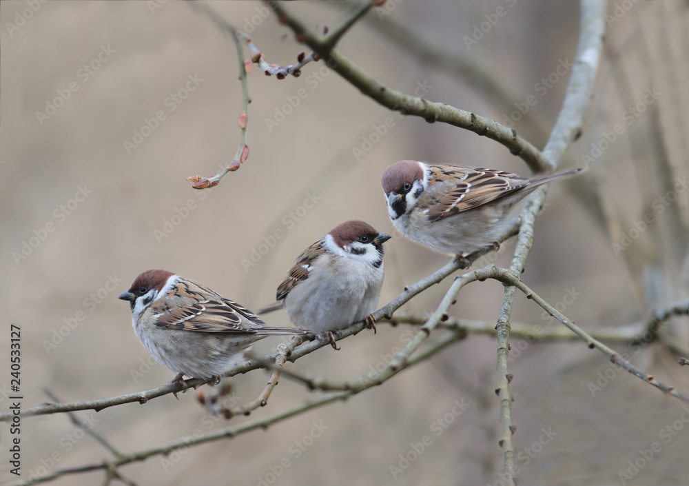 Trio forest sparrows on the bare autumn branches...