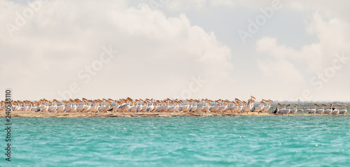 A flock of migrating pink pelicans