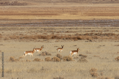 Herd of Pronghorn Antelope