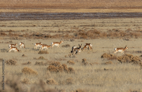 Herd of Pronghorn Antelope