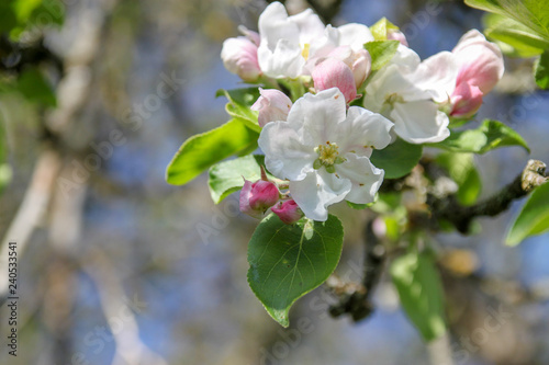 Apple blossom in spring, macro