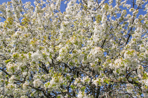 Apple blossom in spring, macro