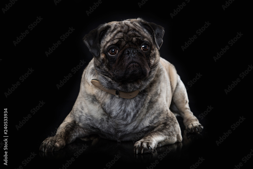 Adult pug lying on black background and looking to the camera