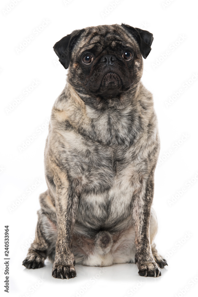 Adult pug sitting on white background and looking up Adult pug sitting on white background and looking up