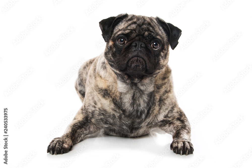 Pug lying isolated on white background and looking to the camera Pug lying isolated on white background and looking to the camera