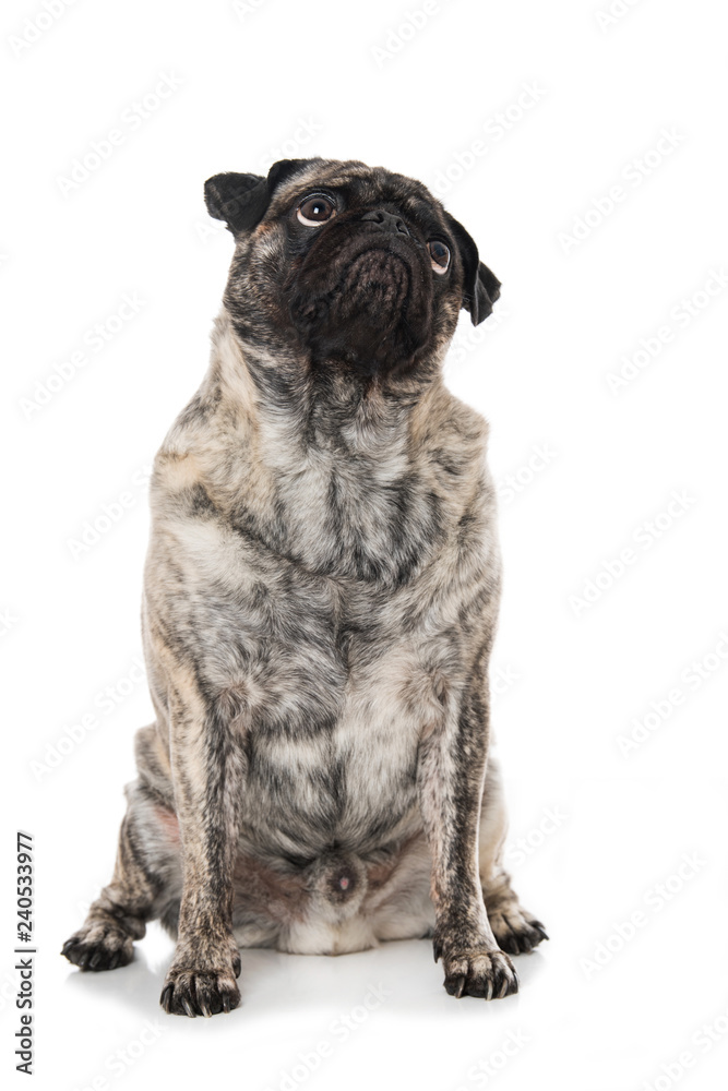 Adult pug looking up on white background