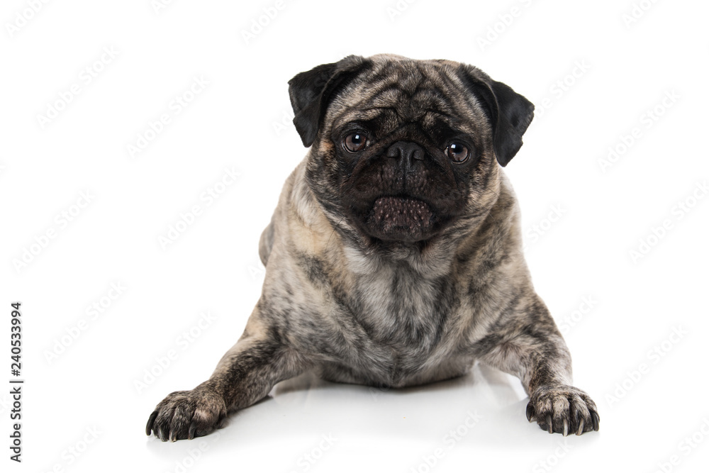 Obraz premium Pug lying isolated on white background