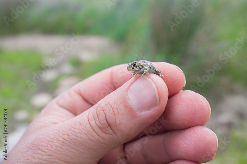 Tiny baby Iberian midwife toad between human fingers