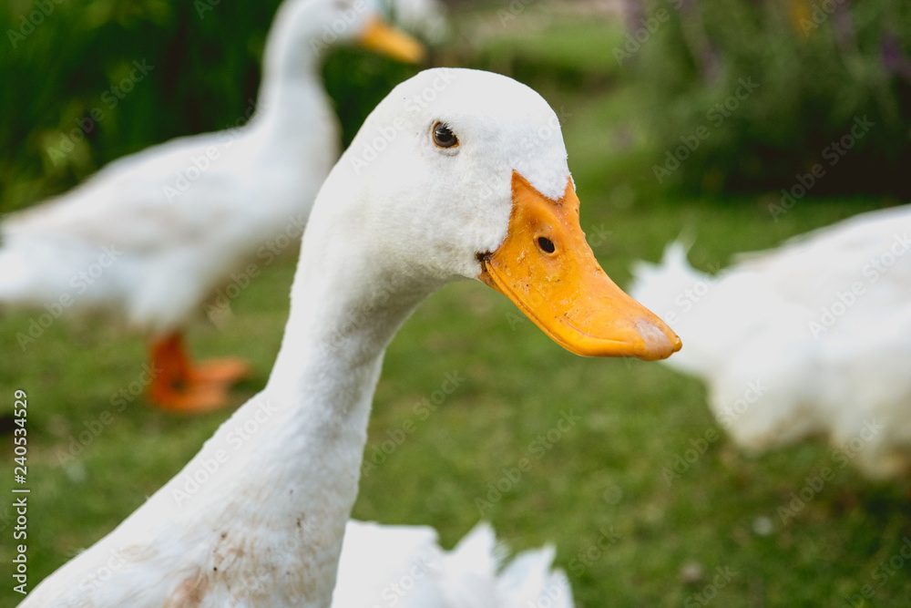duck and goose in artificial lake duck and goose in artificial lake
