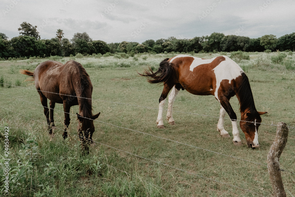 wild horses in the countryside of Argentina wild horses in the countryside of Argentina