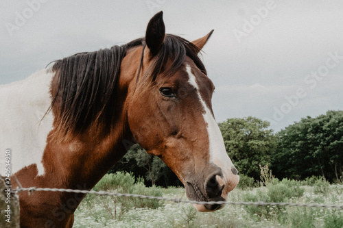 wild horses in the countryside of Argentina © quemirasbobo